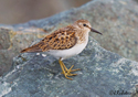 Calidris minutilla